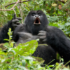 How Do Mountain Gorillas Communicate With Each<br>Other?