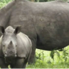 Experience Rhino Trekking in Uganda